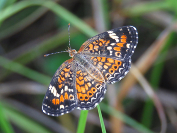 Phaon Crescent